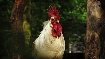 hahn, zvířecí portrét, drůbež, zvíře, peří, Pírko, živočišného světa, Hřeben, hospodářských zvířat, Příroda, kohout hlavu