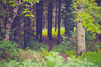 vert, forêt, les bois, des arbres, les plantes, herbe, feuilles, la nature, Piste