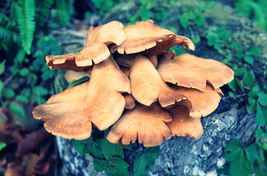 houba, houby, shiitake houby