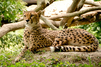 cheetah, lying, soil, plants, africa, kenya, safari, nature, holiday, national park, animals