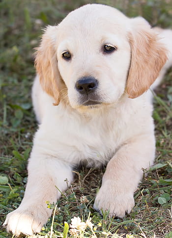 žlutá, labrador retriever štěně, ležící, zelená, travnaté hřiště, Pes, štěně, Zlatý retriever, hundeportrait, mladý, v