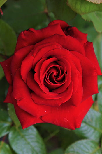 rose, red, spring, nature, plant, love, romantic, beautiful, leaves, color, blooming