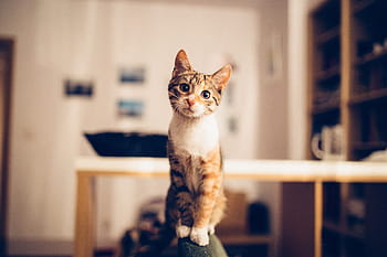 cat, inside, house, Cute, cat inside, nature, animal, animals, cats, home, pet