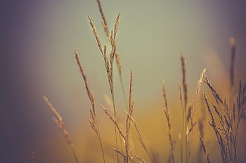 selektivní, zaměření fotografie, travní vlákno, hnědý, pšenice, během dne, rostlin, Příroda, hospodařit, zemědělství, bokeh