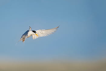 white bird, white, blue, bird, flying, sky, daytime, animal, spread wings, one animal, animal wing
