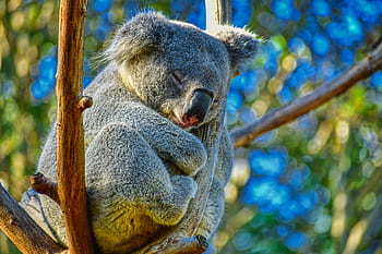 koala, animal, australia, nature, cute, wildlife, tree, sleep, bear, marsupial, sleeping