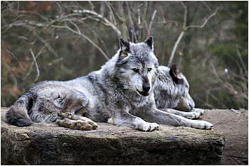 หมาป่า, สวนสัตว์, สัตว์, ฮันโนเวอร์, นักล่า, เป็นอันตราย, Timberwolf, ป่า, หิน, มีขนยาว, ผู้ล่า