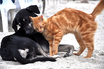 medium short-coated, black, dog, orange, bullseye, tabby, cat, sand, animals, domestic, gata