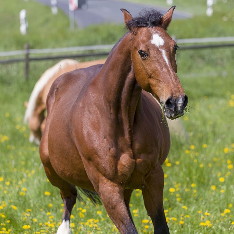 horse, feel good, coupling, animal world, satisfied, summer, happy