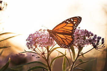 Schmetterling, Nahansicht, Insekt, Garten, Sommer-, Detail, Fehler, Flügel, Natur, bunt, wild