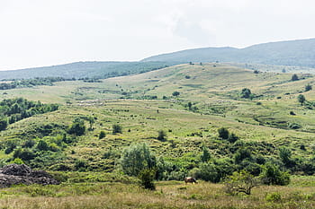 natureza romena, ovelhas, romeno, natureza, cavalo, rebanho, animais, verde, colinas, cavalos, prado