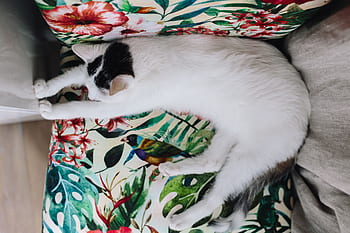 kursi, bersantai, membelai, hewan, imut, kucing, kucing putih, sedang tidur, manis, tidur sebentar, kelucuan