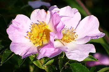 Flowers, Shrub, Spring, Nature, flowering, pink, thorny, flower, plant, close-up, pink Color