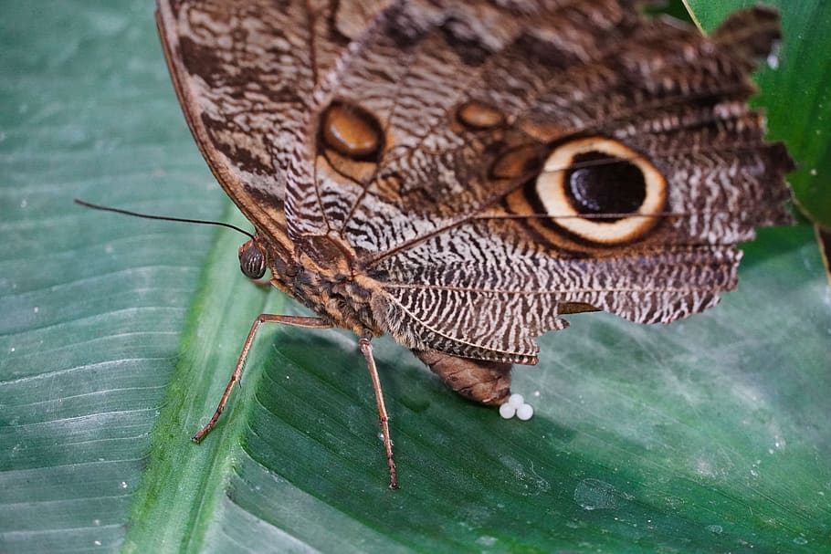 butterfly, insect, close up, egg, circular pattern, retired, circular, nature, wing, beautiful, exotic
