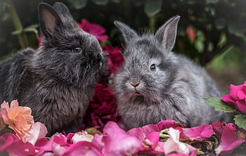 rabbit, pet, animal, flowers, outside, trees, plants, nature