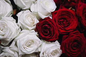 merah, mawar buket, Putih, Mawar Merah, Buket, bunga, mawar, flora, Polandia, mawar - Bunga, cinta