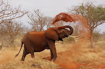 elephant tossing soil, elephant, africa, kenya, tsavo, wildlife, safari Animals, nature, animal, animals In The Wild, savannah