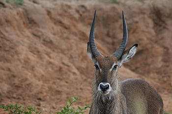 waterbuck, ram, alert, uganda, murchison, africa, nature, wild, wildlife, safari, water