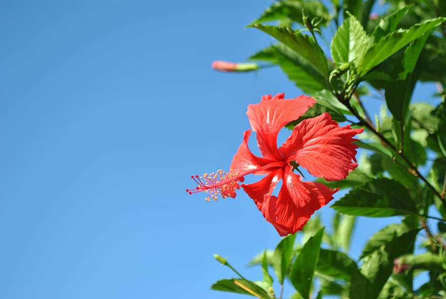 Flor, planta, floración, cielo, naturaleza, rojo, verano, azul, pétalo, al aire libre, belleza en la naturaleza