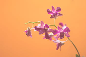 pink orchid, pink, flowers, photography, purple, nature, orange, flower, plant, growth, colored background