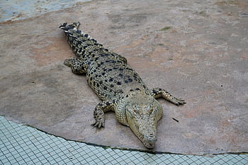 crocodile, farm, zoo, crocodiles, reptile, show, alligator, malaysia, danger, green, nature