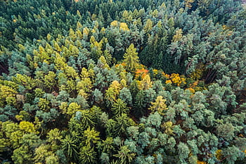 hutan musim gugur, Hutan, udara, musim gugur, dari atas, hijau, alam, pola, pohon, puncak pohon, kayu