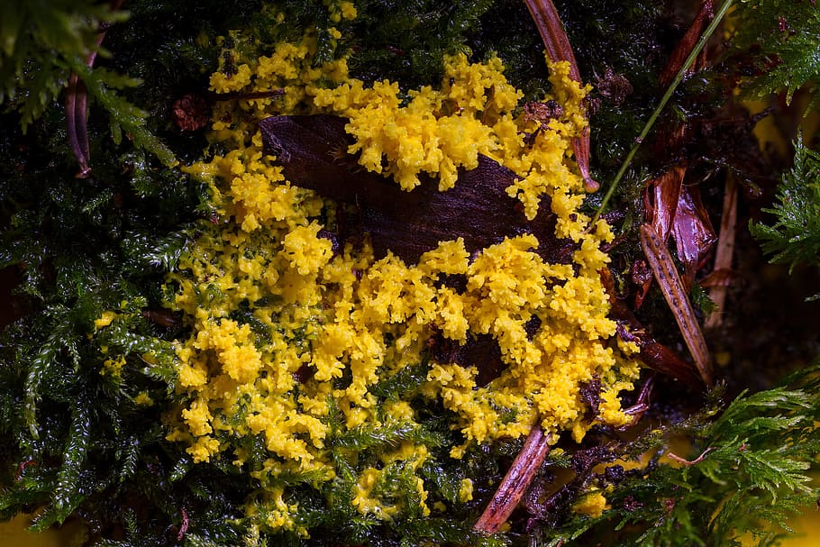 slizová forma, myxomycet, žlutá lohblüte, fuligo septica
