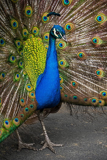 blue peacock, peafowl, peacock, colorful, feather, bird, animal, zoo, wildlife, nature, multi Colored