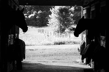 cavalli, fienile, stabile, stalla, animale, equino, monocromatico, bestiame, azienda agricola, silhouette, equestre