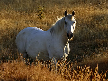 bílý, kůň, pastvina, slunný, zvíře, pole, hospodařit, koňský, jezdecký, Příroda, krajina