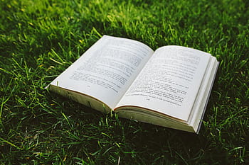 rumput, Buku, membaca, daun, sastra, luar, pendidikan, alkitab, agama, alam, kerohanian