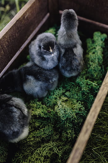 bayi bayi hitam, anak ayam, hewan, imut, menggemaskan, burung, hitam, ayam, bayi, paskah, berbulu