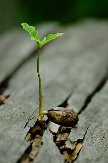 pianta a foglia verde, germe, piantina, quercia, sviluppo di germi, sistema di root, germoglio, pianta, discendente, speranza, rinnovare