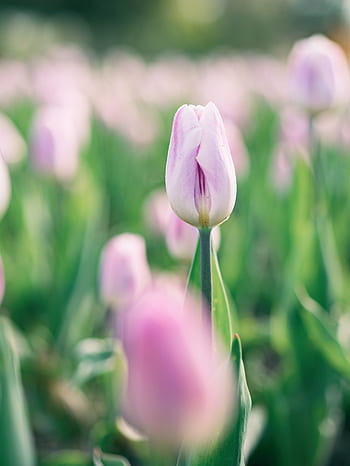 plants, flower, lavender, garden, outdoor, beautiful, bokeh, blur, nature, blooms, petals