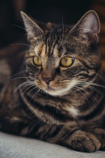 closeup, photography, brown, tabby, cat, domestic cat, mackerel, pet, animal, portrait, cat face