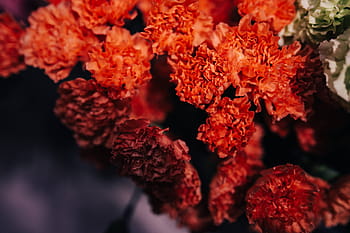 bunga, tanaman, Close-up, flora, hijau, alam, makro, bawah air, bawah laut, terumbu, karang