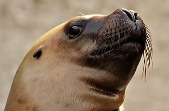 braunes Siegel, Siegel, Seelöwe, Wasser, robbe, meeresbewohner, Tier, Natur, Säugetier, Zoo, See
