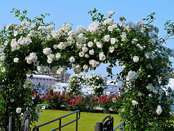 white petaled flowers, France, White, verny park, rose, arch, red, sea, naval base, america, navy