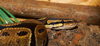 閉じる、 写真、 ブラウン、 ヘビ、 python、 ボールパイソン、 python regius、 オリジナル、 収縮筋、 爬虫類、 動物
