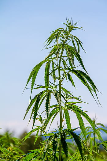 hemp, plant, nature, cannabis, herb, grass, agriculture, cultivation, summer, crop
