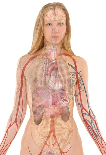anatomie, žena, člověk, tělo, kůže, orgány, schéma, plíce, biologie, výuka, Věda