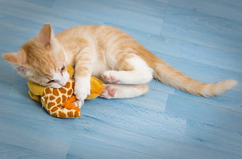 オレンジ、 トラ、 猫、 遊ぶ、 ぬいぐるみ、 おもちゃ、 子猫、 喜び、 小さな、 遊び心のある、 赤