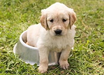 světlo, zlatý, retriever, psí miska, štěně, Pes, v, mladý, domácí zvíře, hundeportrait, zvíře