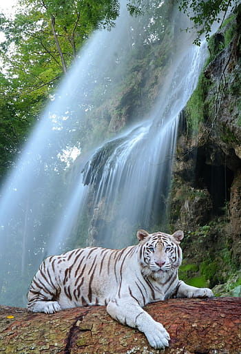 fotografování divoké zvěře, bílý, tygr, odpočívá, log, vodopád, bílý tygr, dravec, divoká kočka, jednoho zvířete, den