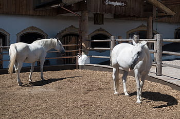 stud, reiterhof, lipizzaner, reitstall, usedlost, kůň, plemeno koně, hliněný dvůr, plnokrevník, chov, jezdecký