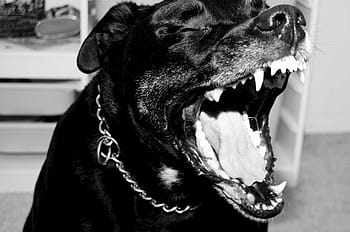 pitbull, rottweiler, mix, dog