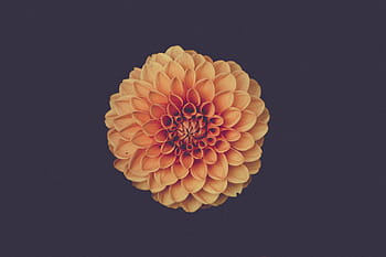 portocale, crizanteme floare, închide, fotografie, floare, gălbenele, origami, Fundal negru, studio shot, nici o persoana, a închide