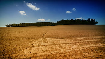 suchý, půda, během dne, stromy, rostlin, Příroda, les, pole, krajina, venkovní, modrý
