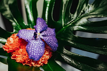 花、 植物、 クローズアップ、 緑、 自然、 装飾、 緑色、 お祝い、 赤、 葉、 人なし