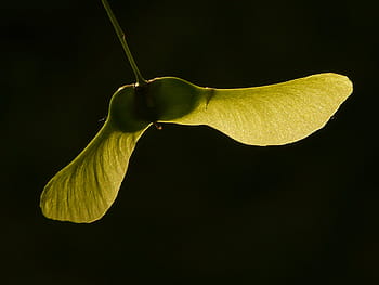javor ovoce, javor, strom, zelená, acer platanoidy, jehly list javor, slunce, světlo, osvětlit, fliegerle, otáčení